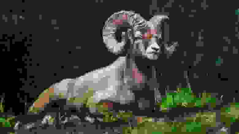Youth Painting of Ram in the Wild